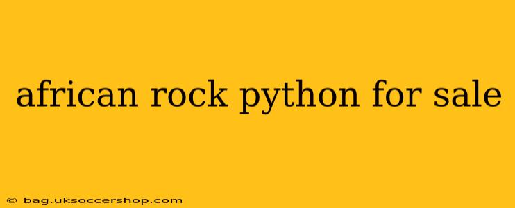 african rock python for sale
