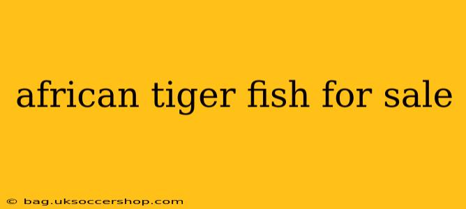 african tiger fish for sale