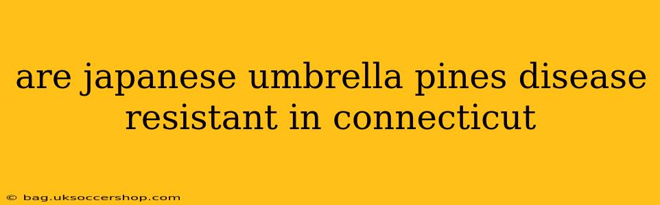 are japanese umbrella pines disease resistant in connecticut
