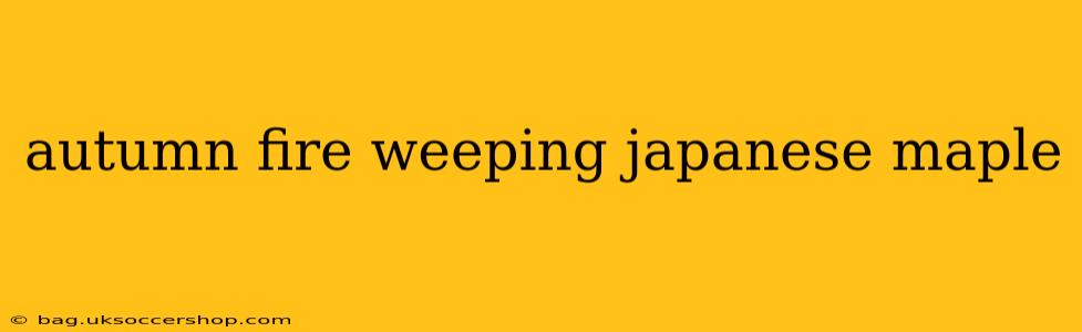 autumn fire weeping japanese maple