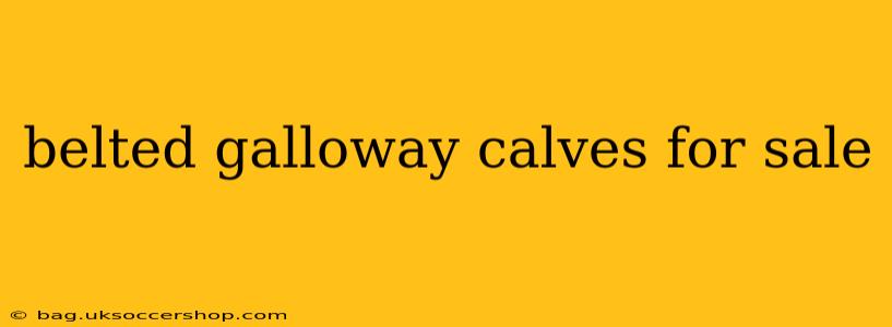 belted galloway calves for sale