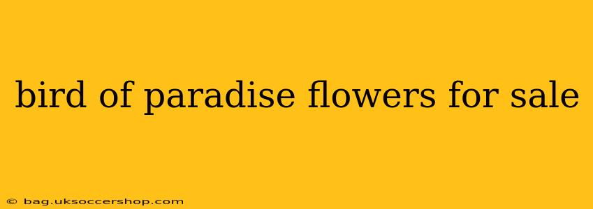 bird of paradise flowers for sale