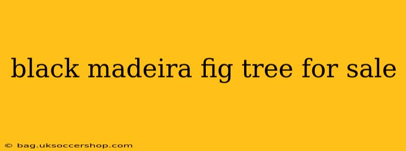 black madeira fig tree for sale