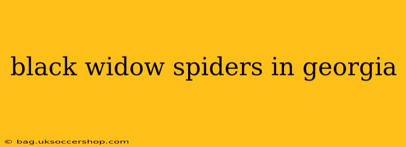 black widow spiders in georgia