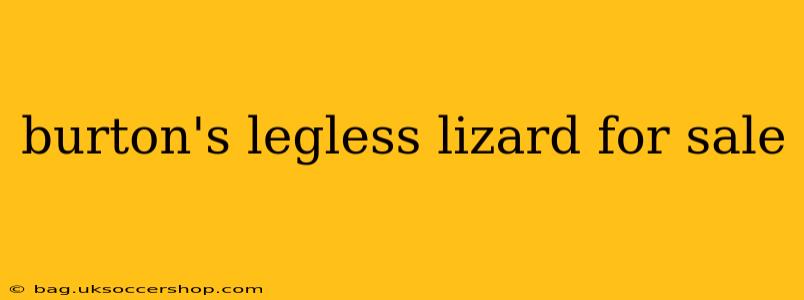 burton's legless lizard for sale
