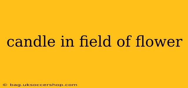 candle in field of flower