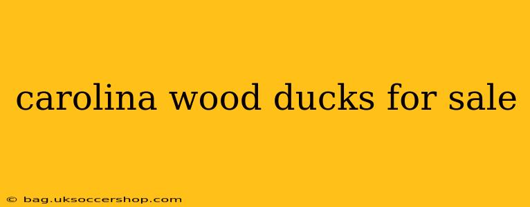 carolina wood ducks for sale