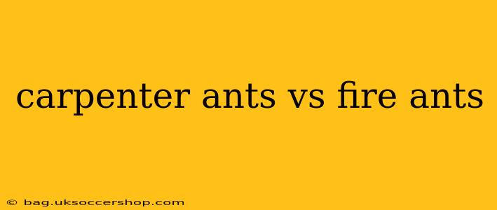 carpenter ants vs fire ants