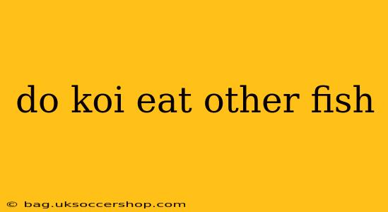do koi eat other fish