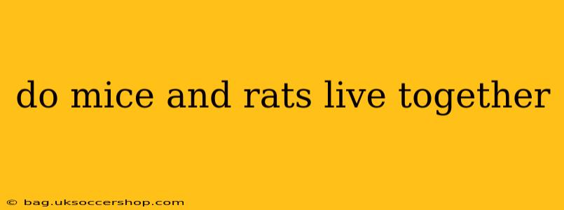 do mice and rats live together