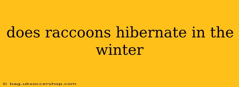 does raccoons hibernate in the winter