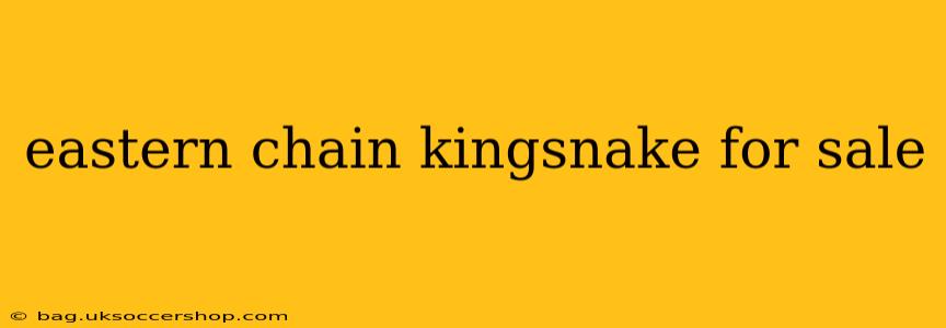eastern chain kingsnake for sale
