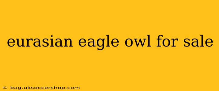 eurasian eagle owl for sale