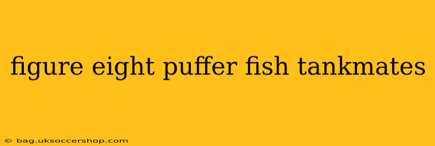 figure eight puffer fish tankmates