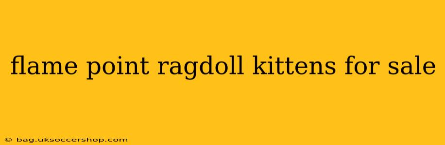 flame point ragdoll kittens for sale
