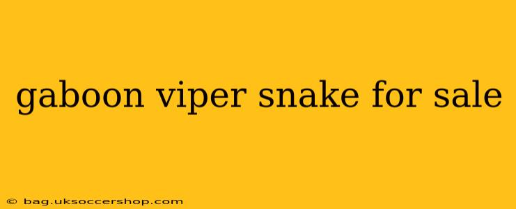 gaboon viper snake for sale