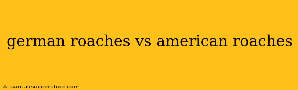 german roaches vs american roaches