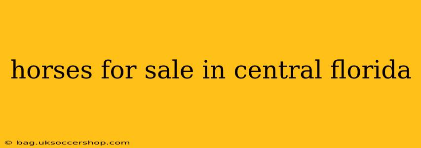 horses for sale in central florida
