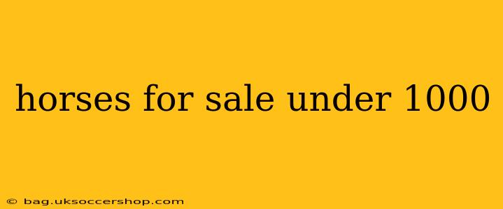 horses for sale under 1000
