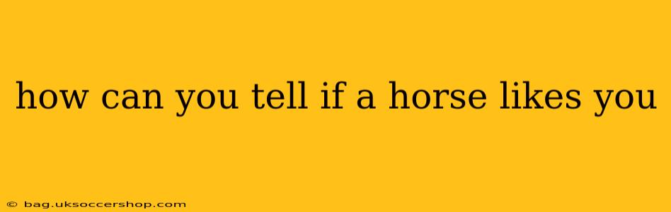 how can you tell if a horse likes you