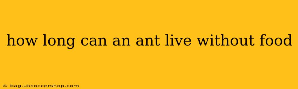 how long can an ant live without food