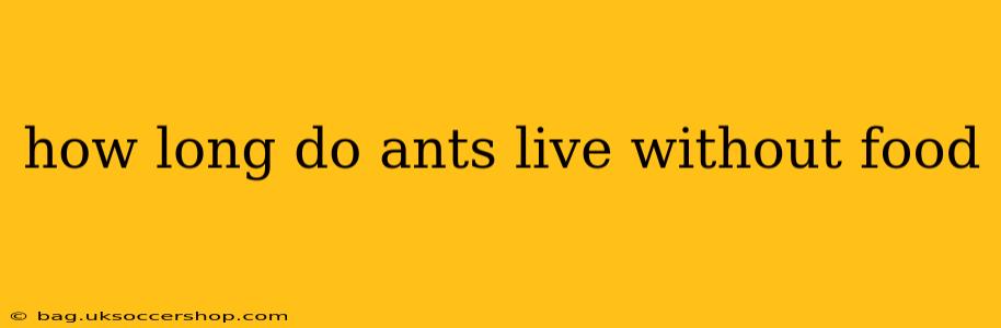 how long do ants live without food