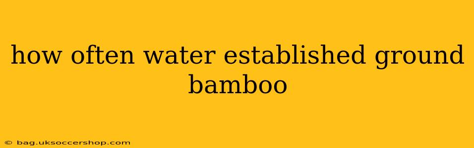 how often water established ground bamboo