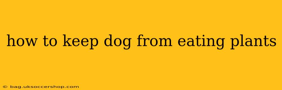 how to keep dog from eating plants