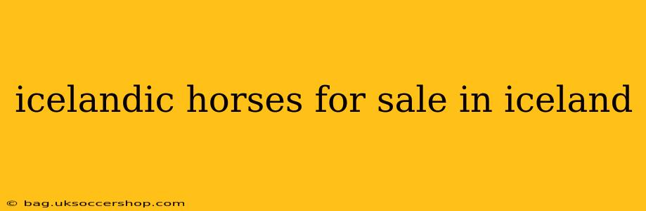 icelandic horses for sale in iceland