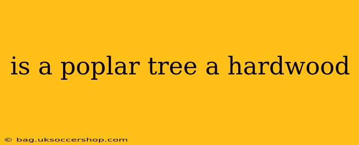 is a poplar tree a hardwood