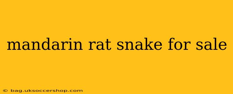 mandarin rat snake for sale