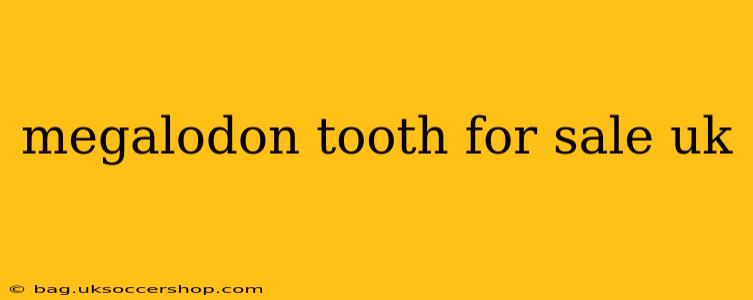 megalodon tooth for sale uk
