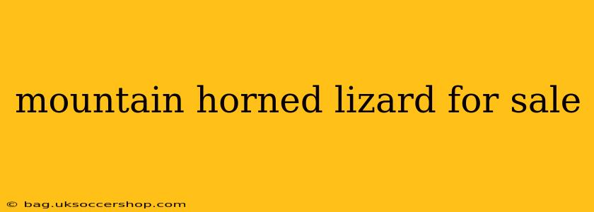 mountain horned lizard for sale