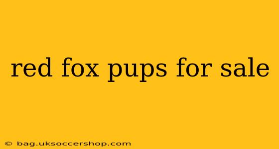 red fox pups for sale