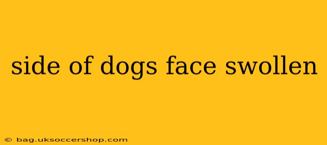 side of dogs face swollen