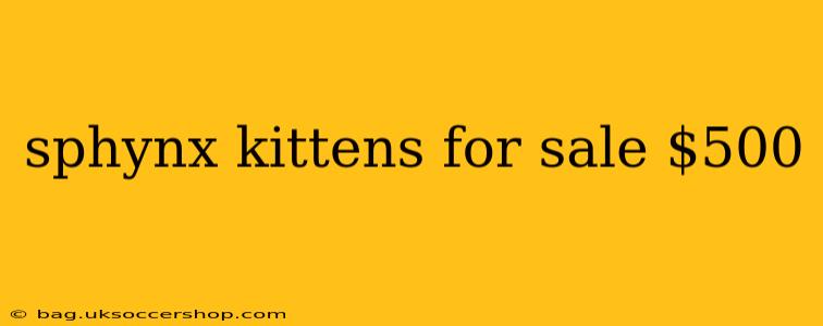 sphynx kittens for sale $500