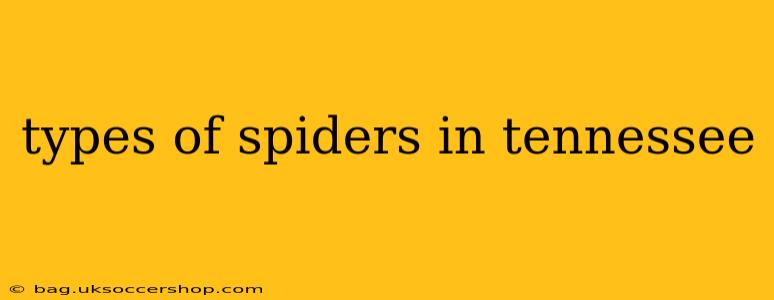 types of spiders in tennessee