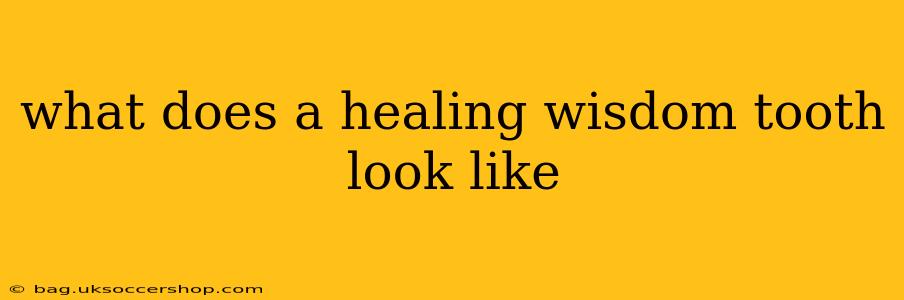 what does a healing wisdom tooth look like