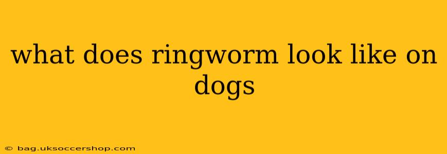 what does ringworm look like on dogs