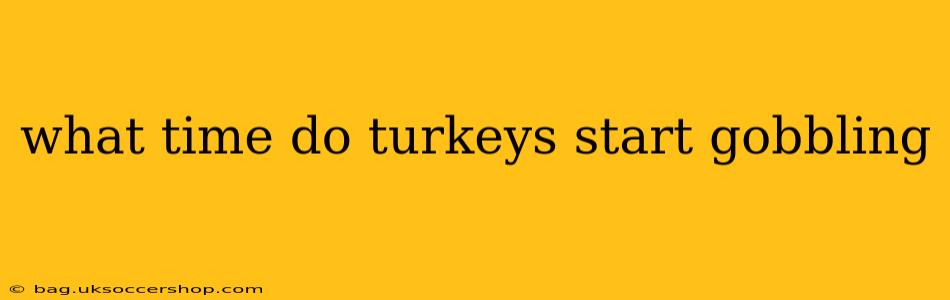 what time do turkeys start gobbling