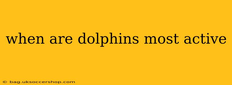 when are dolphins most active