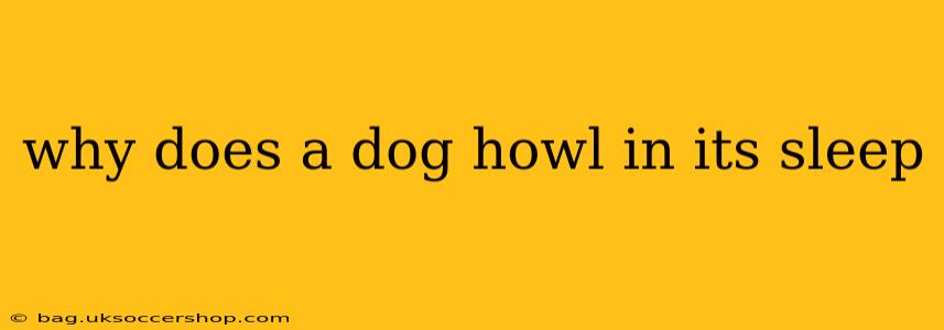 why does a dog howl in its sleep
