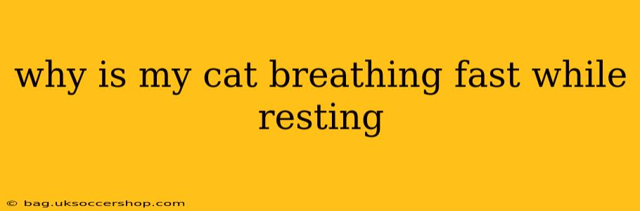 why is my cat breathing fast while resting