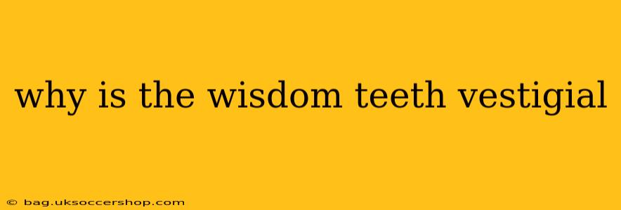 why is the wisdom teeth vestigial