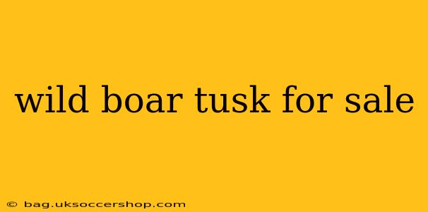 wild boar tusk for sale